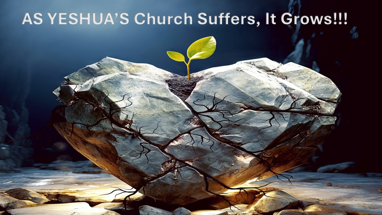 As Yeshua’s Church Suffers, It Grows!